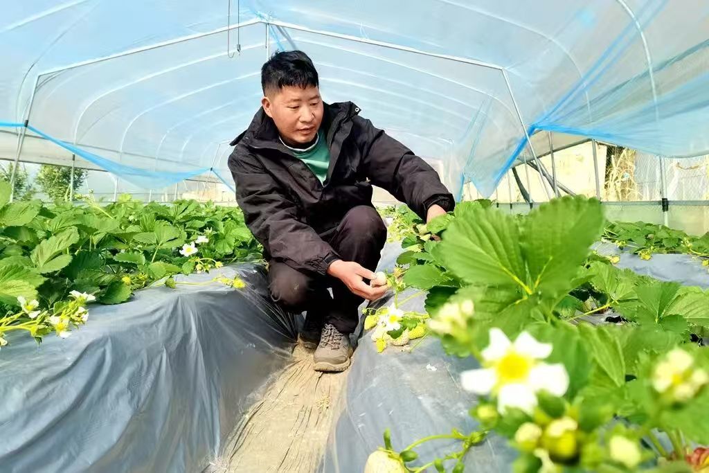 顾光礼草莓大棚